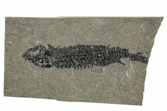 Devonian Lobed-Fin Fish (Osteolepis) Fossil - Scotland #240753